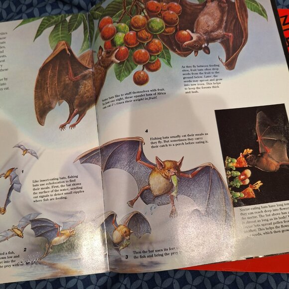 zoobooks - Picture 5 of 8